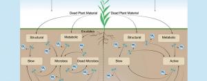 Soil model and microbe activity