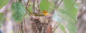 A Galápagos Island warbler population does not recognize call signaling mainland threat